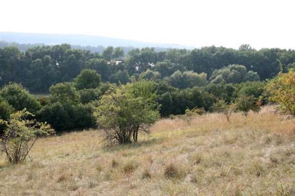 Semechnice - Pustina, 15.9.2009
Pohled ze stepi na západ k rybníku Broumaru a Opočnu.
Keywords: Semechnice Pustina Broumar Opočno