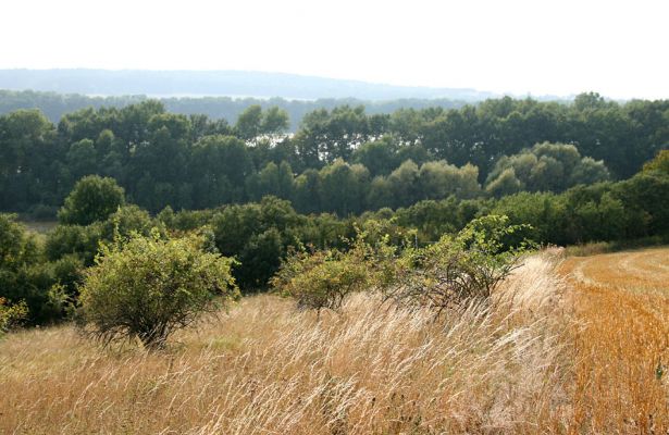 Semechnice - Pustina, 15.9.2009
Pohled z horního okraje stepi k západu na rybník Broumar a Opočno.
Schlüsselwörter: Semechnice Pustina Broumar Opočno