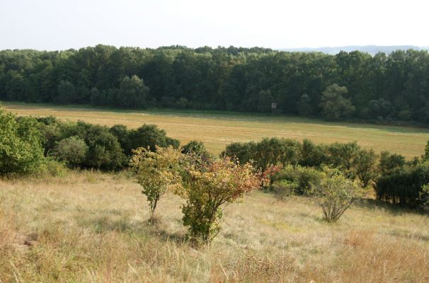 Semechnice - Pustina, 15.9.2009
Konec léta na jedné z východočeských stepí...
Klíčová slova: Semechnice Pustina