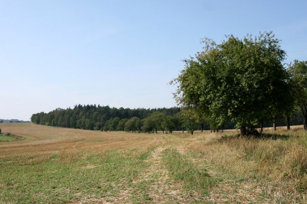 Semechnice - Podchlumí, 18.9.2009
Alej s jabloněmi a třešněmi u polní cesty pod vrchem Chlum. 
Klíčová slova: Semechnice Podchlumí Chlum Anthaxia candens