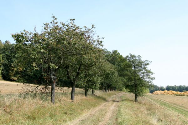 Semechnice - Podchlumí, 18.9.2009
Alej s jabloněmi a třešněmi u polní cesty pod vrchem Chlum.
Mots-clés: Semechnice Podchlumí Chlum Anthaxia candens