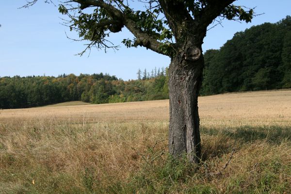 Semechnice - Podchlumí, 18.9.2009
Třešeň v aleji u polní cesty pod vrchem Chlum.
Schlüsselwörter: Semechnice Podchlumí Chlum Anthaxia candens