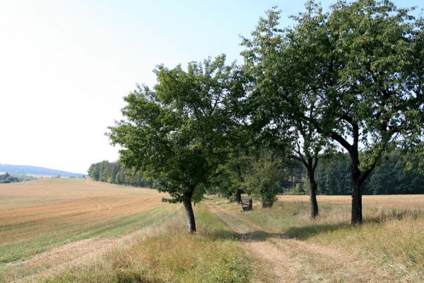 Semechnice - Podchlumí, 18.9.2009
Alej s jabloněmi a třešněmi u polní cesty pod vrchem Chlum.
Klíčová slova: Semechnice Podchlumí Chlum Anthaxia candens