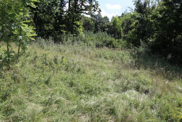 Semechnice, 7.8.2021
Vrch Chlum. Zarůstající mez mezi polní cestou a lesem.
Klíčová slova: Semechnice vrch Chlum