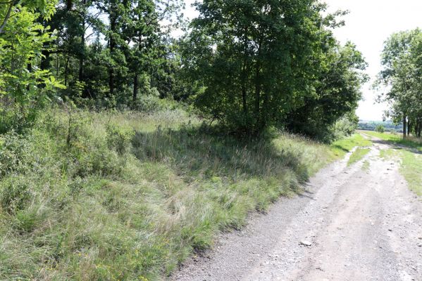 Semechnice, 7.8.2021
Vrch Chlum. Zarůstající mez mezi polní cestou a lesem.
Klíčová slova: Semechnice vrch Chlum