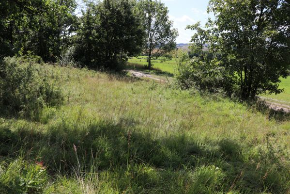 Semechnice, 7.8.2021
Vrch Chlum. Zarůstající mez mezi polní cestou a lesem.
Klíčová slova: Semechnice vrch Chlum