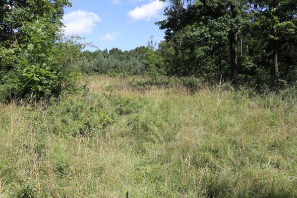 Semechnice, 7.8.2021
Vrch Chlum. Zarůstající mez mezi polní cestou a lesem.
Klíčová slova: Semechnice vrch Chlum