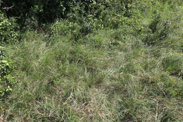 Semechnice, 7.8.2021
Vrch Chlum. Zarůstající mez mezi polní cestou a lesem.
Schlüsselwörter: Semechnice vrch Chlum Agriotes gallicus
