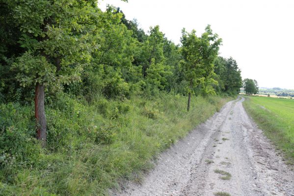 Semechnice, 7.8.2021
Vrch Chlum. Zarůstající mez mezi polní cestou a lesem.
Keywords: Semechnice vrch Chlum Agriotes gallicus
