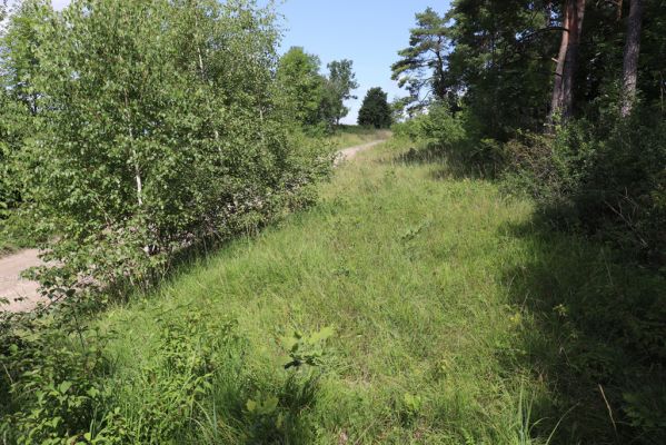 Semechnice, 7.8.2021
Vrch Chlum. Zarůstající mez mezi polní cestou a lesem.
Klíčová slova: Semechnice vrch Chlum Agriotes gallicus