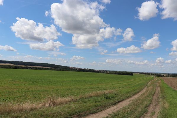 Semechnice, 7.8.2021
Vrch Pustina - pohled na Opočno.
Klíčová slova: Semechnice vrch Pustina Opočno