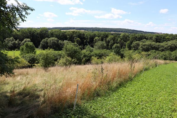 Semechnice, 7.8.2021
Vrch Pustina. Zarůstající louka na jihozápadním svahu. 
Klíčová slova: Semechnice vrch Pustina západní část