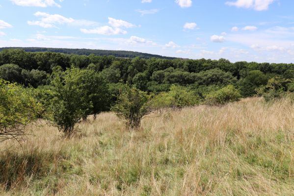 Semechnice, 7.8.2021
Vrch Pustina. Zarůstající louka na jihozápadním svahu. 
Klíčová slova: Semechnice vrch Pustina západní část