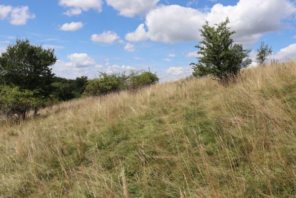 Semechnice, 7.8.2021
Vrch Pustina. Zarůstající louka na jihozápadním svahu. 
Keywords: Semechnice vrch Pustina západní část Agriotes gallicus
