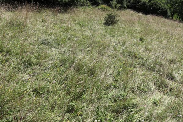 Semechnice, 7.8.2021
Vrch Pustina. Zarůstající louka na jihozápadním svahu. 
Klíčová slova: Semechnice vrch Pustina západní část Agriotes gallicus