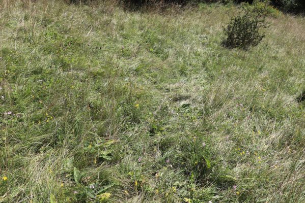 Semechnice, 7.8.2021
Vrch Pustina. Zarůstající louka na jihozápadním svahu. 
Klíčová slova: Semechnice vrch Pustina západní část Agriotes gallicus