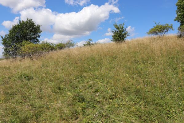 Semechnice, 7.8.2021
Vrch Pustina. Zarůstající louka na jihozápadním svahu. 
Klíčová slova: Semechnice vrch Pustina západní část Agriotes gallicus