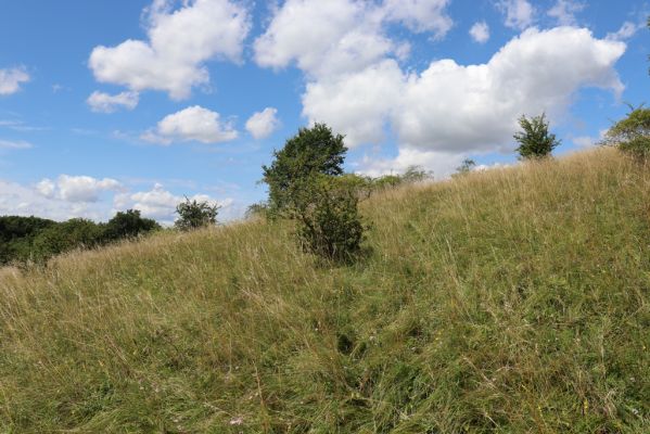 Semechnice, 7.8.2021
Vrch Pustina. Zarůstající louka na jihozápadním svahu. 
Mots-clés: Semechnice vrch Pustina západní část Agriotes gallicus