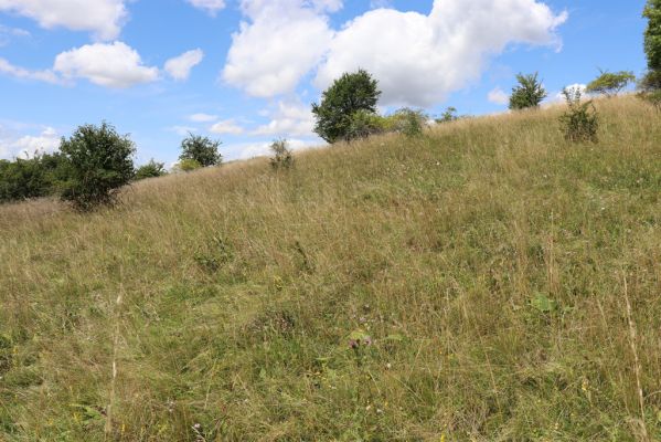 Semechnice, 7.8.2021
Vrch Pustina. Zarůstající louka na jihozápadním svahu. 
Keywords: Semechnice vrch Pustina západní část Agriotes gallicus