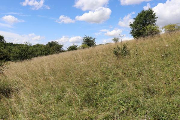 Semechnice, 7.8.2021
Vrch Pustina. Zarůstající louka na jihozápadním svahu.
Klíčová slova: Semechnice vrch Pustina západní část Agriotes gallicus