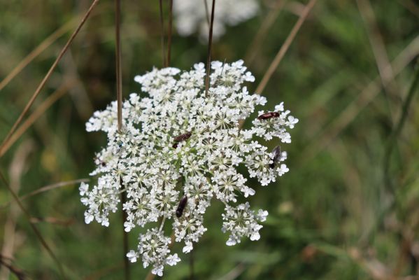 Semechnice, 7.8.2021
Vrch Pustina - louka na jihozápadním svahu. Kovaříci Agriotes gallicus a A. ustulatus.
Schlüsselwörter: Semechnice vrch Pustina západní část Agriotes gallicus ustulatus