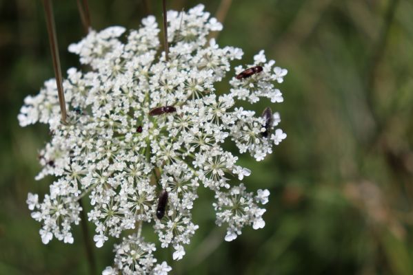 Semechnice, 7.8.2021
Vrch Pustina - louka na jihozápadním svahu. Kovaříci Agriotes gallicus a A. ustulatus.
Klíčová slova: Semechnice vrch Pustina západní část Agriotes gallicus ustulatus