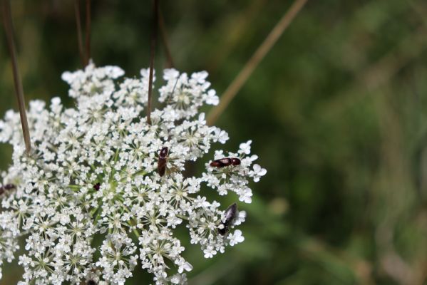 Semechnice, 7.8.2021
Vrch Pustina - louka na jihozápadním svahu. Kovaříci Agriotes gallicus a A. ustulatus.
Klíčová slova: Semechnice vrch Pustina západní část Agriotes gallicus ustulatus