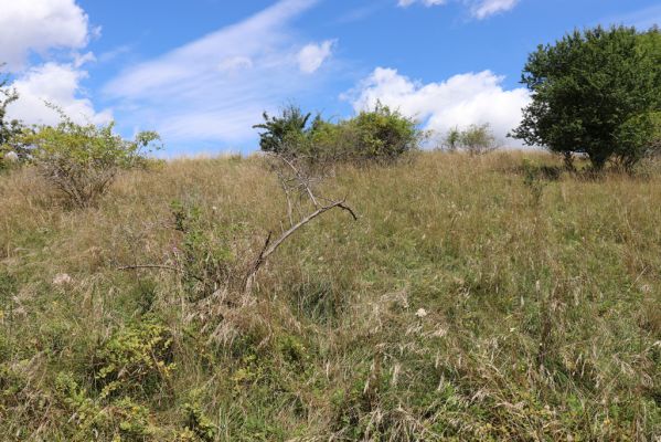 Semechnice, 7.8.2021
Vrch Pustina. Zarůstající louka na jihozápadním svahu.
Klíčová slova: Semechnice vrch Pustina západní část Agriotes gallicus