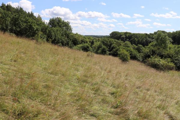 Semechnice, 7.8.2021
Vrch Pustina. Zarůstající louka na jihozápadním svahu.
Klíčová slova: Semechnice vrch Pustina západní část Agriotes gallicus