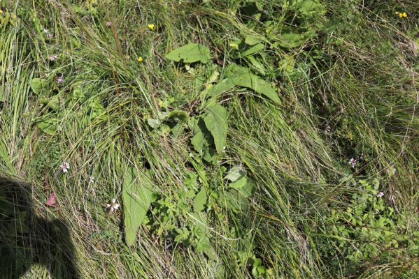 Semechnice, 7.8.2021
Vrch Pustina. Louka na jihozápadním svahu.
Klíčová slova: Semechnice vrch Pustina západní část Agriotes gallicus