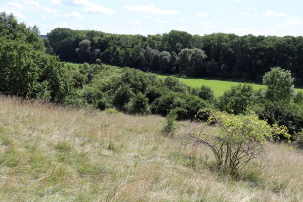 Semechnice, 7.8.2021
Vrch Pustina. Zarůstající louka na jihozápadním svahu.
Klíčová slova: Semechnice vrch Pustina západní část Agriotes gallicus