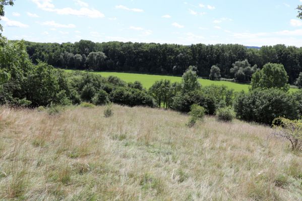 Semechnice, 7.8.2021
Vrch Pustina. Zarůstající louka na jihozápadním svahu.
Schlüsselwörter: Semechnice vrch Pustina západní část Agriotes gallicus