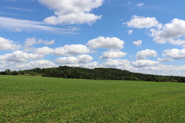 Semechnice, 7.8.2021
Pohled na vrch Chlum od Pustiny. 
Klíčová slova: Semechnice vrch Pustina Chlum