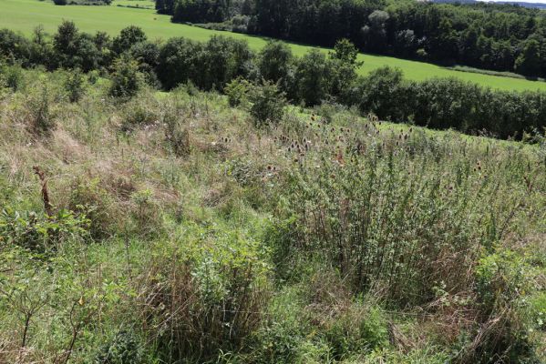 Semechnice, 7.8.2021
Vrch Pustina. Bývalá pastvina na východním svahu, porostlá ruderální vegetací.
Klíčová slova: Semechnice vrch Pustina východní část