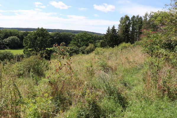 Semechnice, 7.8.2021
Vrch Pustina. Bývalá pastvina na východním svahu, porostlá ruderální vegetací.
Klíčová slova: Semechnice vrch Pustina východní část