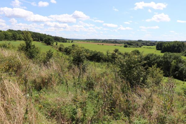 Semechnice, 7.8.2021
Vrch Pustina. Bývalá pastvina na východním svahu, porostlá ruderální vegetací.
Keywords: Semechnice vrch Pustina východní část