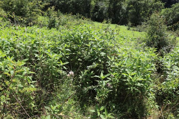 Semechnice, 7.8.2021
Vrch Pustina. Bývalá pastvina na východním svahu, porostlá ruderální vegetací.
Mots-clés: Semechnice vrch Pustina východní část