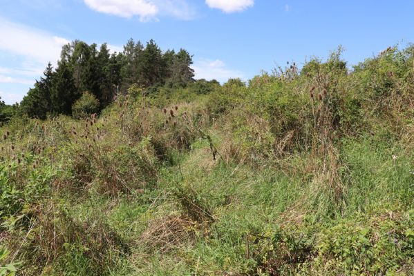 Semechnice, 7.8.2021
Vrch Pustina. Bývalá pastvina na východním svahu, porostlá ruderální vegetací.
Keywords: Semechnice vrch Pustina východní část