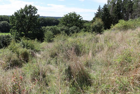 Semechnice, 7.8.2021
Vrch Pustina. Bývalá pastvina na východním svahu, porostlá ruderální vegetací.
Mots-clés: Semechnice vrch Pustina východní část