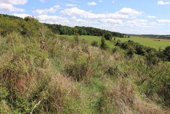 Semechnice, 7.8.2021
Vrch Pustina. Bývalá pastvina na východním svahu, porostlá ruderální vegetací.
Klíčová slova: Semechnice vrch Pustina východní část