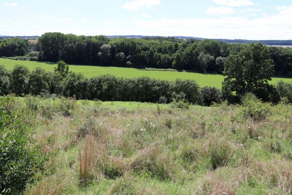 Semechnice, 7.8.2021
Vrch Pustina. Bývalá pastvina na východním svahu, porostlá ruderální vegetací.
Klíčová slova: Semechnice vrch Pustina východní část