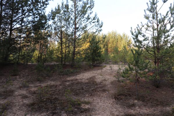 Semín, 18.3.2020
Zarůstající lesní duna.
Klíčová slova: Semín lesní duna Trox sabulosus