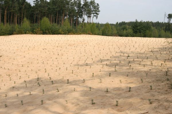 Semín, 26.4.2010
Písečná duna severně od obce, čerstvě zalesněná borovicemi. Některá ustanovení lesního zákona umožňují likvidaci cenných biotopů, některá ustanovení zákona o ochraně přírody umožňují likvidaci přírodovědců. Oba zákony je nutné změnit.
Schlüsselwörter: Semín duna Dicronychus equisetioides