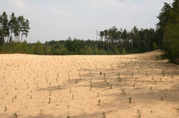 Semín, 26.4.2010
Písečná duna severně od obce, čerstvě zalesněná borovicemi. Některá ustanovení lesního zákona umožňují likvidaci cenných biotopů, některá ustanovení zákona o ochraně přírody umožňují likvidaci přírodovědců. Oba zákony je nutné změnit.
Mots-clés: Semín duna Dicronychus equisetioides