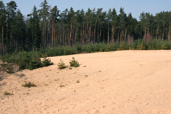 Semín, 8.4.2010
Písečná duna severně od Semína.
Mots-clés: Semín duna Dicronychus equisetioides