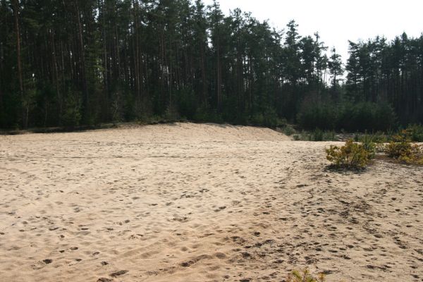 Semín, 8.4.2010
Písečná duna v lesích severně od Semína. Typický biotop kovaříka Dicronychus equisetioides.
Schlüsselwörter: Semín duna Dicronychus equisetioides