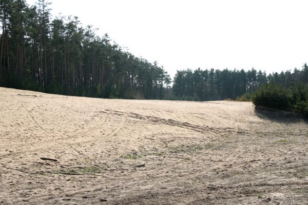 Semín, 8.4.2010
Písečná duna severně od Semína je se svými sto osmdesáti metry délky největší východočeskou nezpevněnou dunou. Pohled od severovýchodu.
Keywords: Semín duna Dicronychus equisetioides