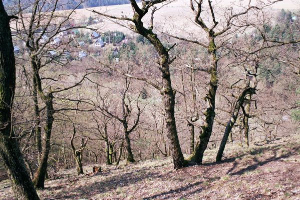 Senice, 22.4.2003
Sokolí - suťový les na svahu nad Svratkou.

Klíčová slova: Senice Sokolí