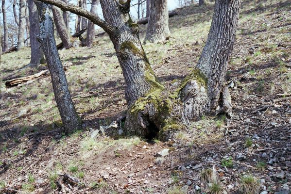 Senice, 22.4.2003
Sokolí - suťový les na svahu nad Svratkou. 
Schlüsselwörter: Senice Sokolí Cardiophorus gramineus Ischnodes sanguinicollis Limoniscus violaceus Crepidophorus mutilatus Pracraerus tibialis Melanotus villosus