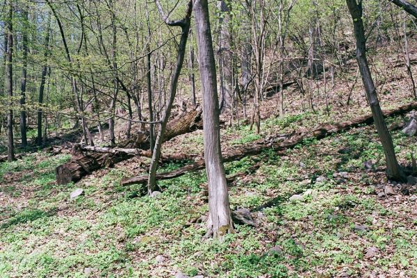 Kokošovce - Sigord, 30.4.2003
Les na úpatí vrchu Sigord. Biotop kovaříků Ampedus nigerrimus a A. praeustus.
Keywords: Slanské vrchy Kokošovce Sigord Ampedus nigerrimus praeustus